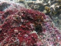 The coralline algae attached on rock at sea bottom Royalty Free Stock Photo