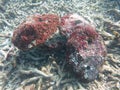 The coralline algae attached on rock at sea bottom Royalty Free Stock Photo