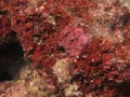 The coralline algae attached on rock at sea bottom Royalty Free Stock Photo