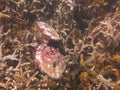 The coralline algae attached on rock at sea bottom Royalty Free Stock Photo