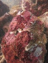 The coralline algae attached on rock at sea bottom Royalty Free Stock Photo