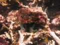 The coralline algae attached on rock at sea bottom Royalty Free Stock Photo