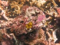 The coralline algae attached on rock at sea bottom Royalty Free Stock Photo