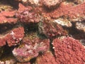 The coralline algae attached on rock at sea bottom Royalty Free Stock Photo