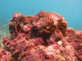 The coralline algae attached on rock at sea bottom Royalty Free Stock Photo