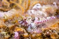 Coralline sculpin in Channel Islands Park Royalty Free Stock Photo