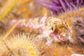 Coralline sculpin in Channel Islands Park Royalty Free Stock Photo