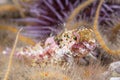 Coralline sculpin in Channel Islands Park Royalty Free Stock Photo