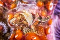 Coralline sculpin in Channel Islands Park Royalty Free Stock Photo