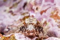 Coralline sculpin in Channel Islands Park Royalty Free Stock Photo