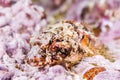 Coralline sculpin in Channel Islands Park Royalty Free Stock Photo