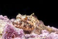 Coralline sculpin in Channel Islands Park Royalty Free Stock Photo