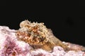 Coralline sculpin in Channel Islands Park Royalty Free Stock Photo