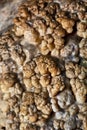 Coralloid formations (cave popcorn) Royalty Free Stock Photo