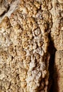 Coralloid formations (cave popcorn) Royalty Free Stock Photo