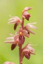 Corallorhiza striata or Striped Coralroot on Green