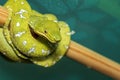 Corallus caninus - Green Snake - Tree green snake coiled on a stick