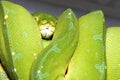 Corallus caninus - Green Snake - Tree green snake coiled on a stick