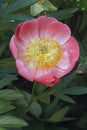 Coraln Gold Fay peony flower