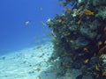 Coralreef in the Red Sea