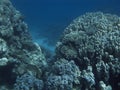 Coralreef in the Red Sea.