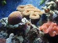 Corals Royalty Free Stock Photo