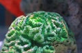 A beautiful Corals in aquarium tank