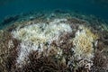 Coral Bleaching in the Tropical Pacific Royalty Free Stock Photo