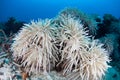 Corals Beginning to Bleach Royalty Free Stock Photo