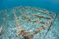 Corals Being Grown in Caribbean Sea Royalty Free Stock Photo