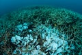 Corals Bleaching on Pacific Reef