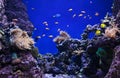 Corals and clown fishes