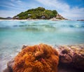 Corals, clownfish and palm island Royalty Free Stock Photo