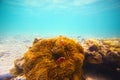 Corals, clownfish and palm island Royalty Free Stock Photo