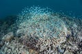 Corals and Colorful Damselfish