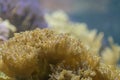 Corals. Differ in form and structure