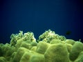 Corals in the Great Barrier Reef, Australia Royalty Free Stock Photo