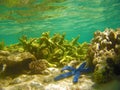 Corals in the Great Barrier Reef, Australia Royalty Free Stock Photo