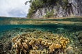 Corals Growing Near Limestone Island in Raja Ampat