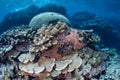 Corals Growing in Shallows Royalty Free Stock Photo