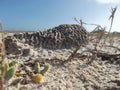 Corals are inflated to escape being buried alive in the sand