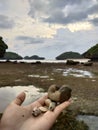 the corals on Kasap Beach, Central Java, were taken in the afternoon