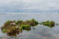 Corals in the ocean above the water level during low tide Royalty Free Stock Photo