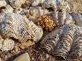 Corals and oceanic shells on the beach. Sea shore sand,shells, corrals, stones.