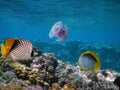 Corals reef. underwater coral reef landscape Royalty Free Stock Photo