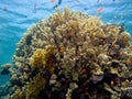Corals scene in the Red Sea