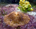 Corals in sea aquarium Royalty Free Stock Photo
