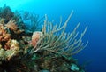 Corals and sea sponges