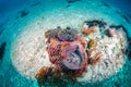 Corals in sea in Thailand