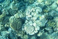 Corals on the seabed